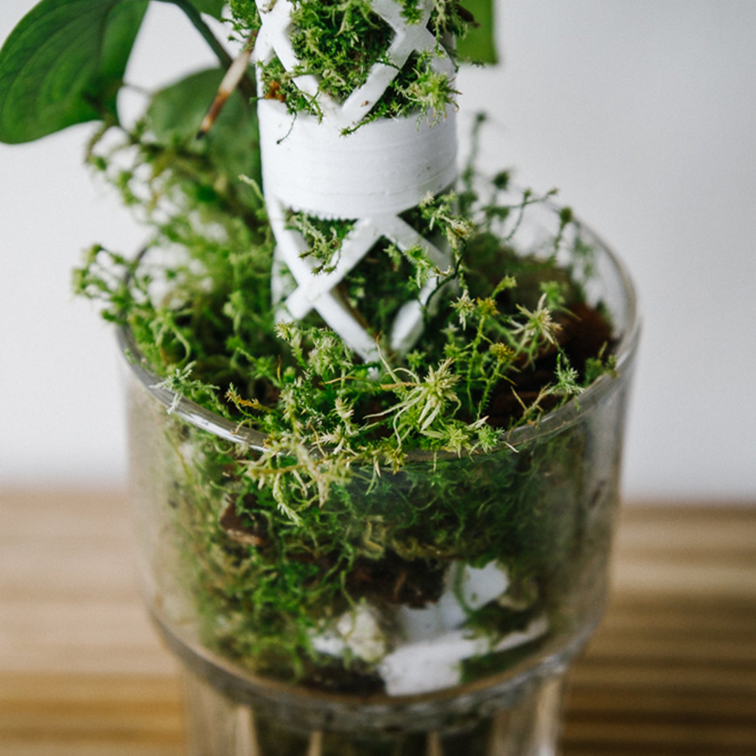 Soil-Ninja-Sphagnum-Moss-Growth.jpg