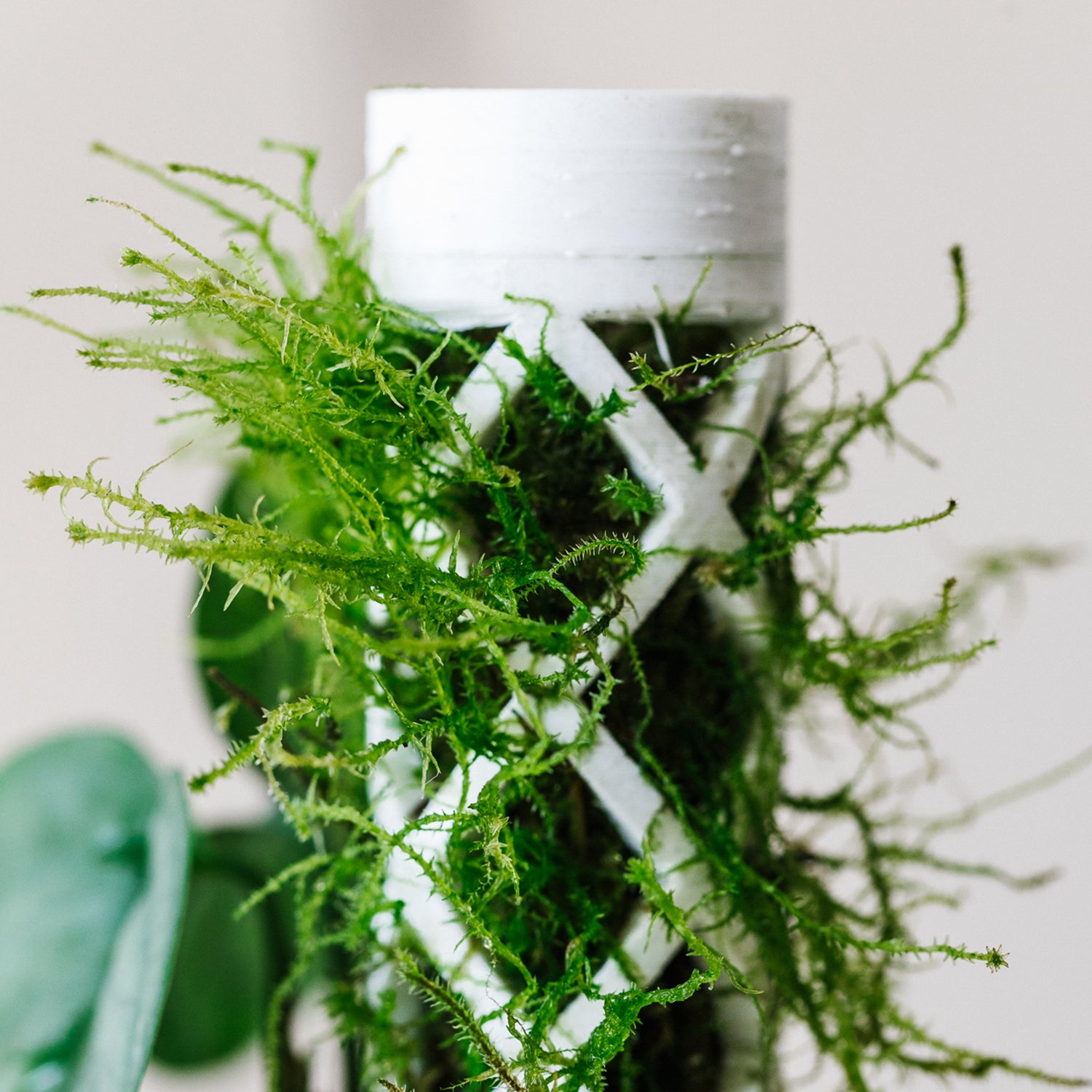 Soil-Ninja-Sphagnum-Moss-Growing-From-Pole.jpg
