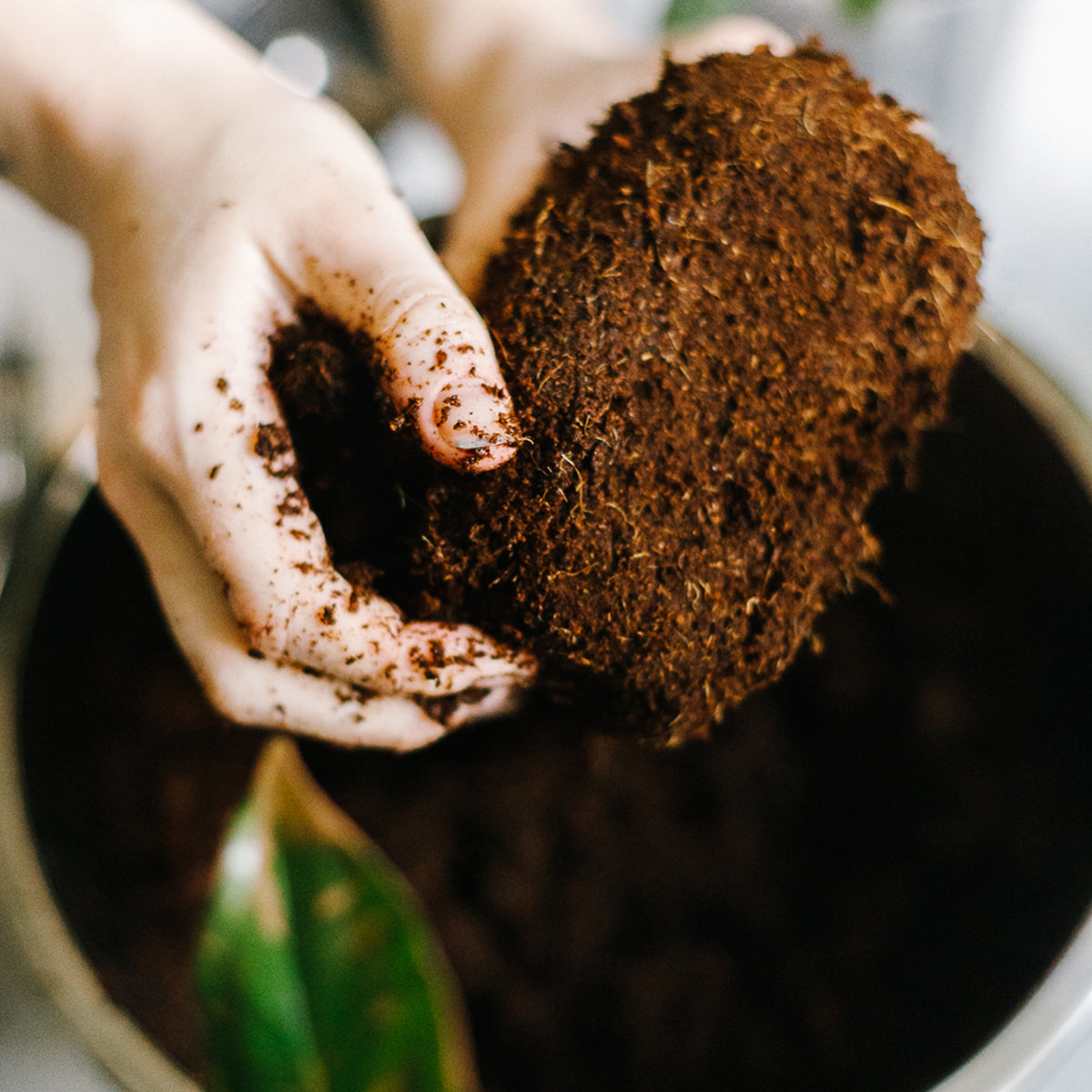Soil-Ninja-Dehydrated-Coco-Block-Water.jpg