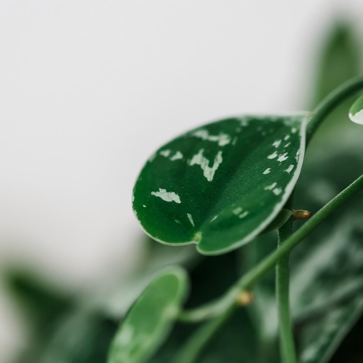 Soil-Ninja-Monstera-Mix-Compatible-Plants-Close-Up(1).jpg