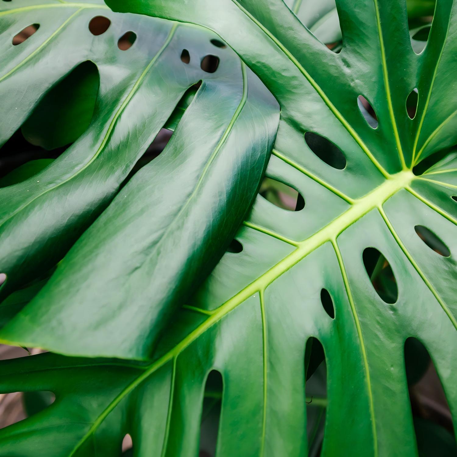 Best-Soil-For-Monstera-Swiss-Chees-Plant-Leaf(1).jpg