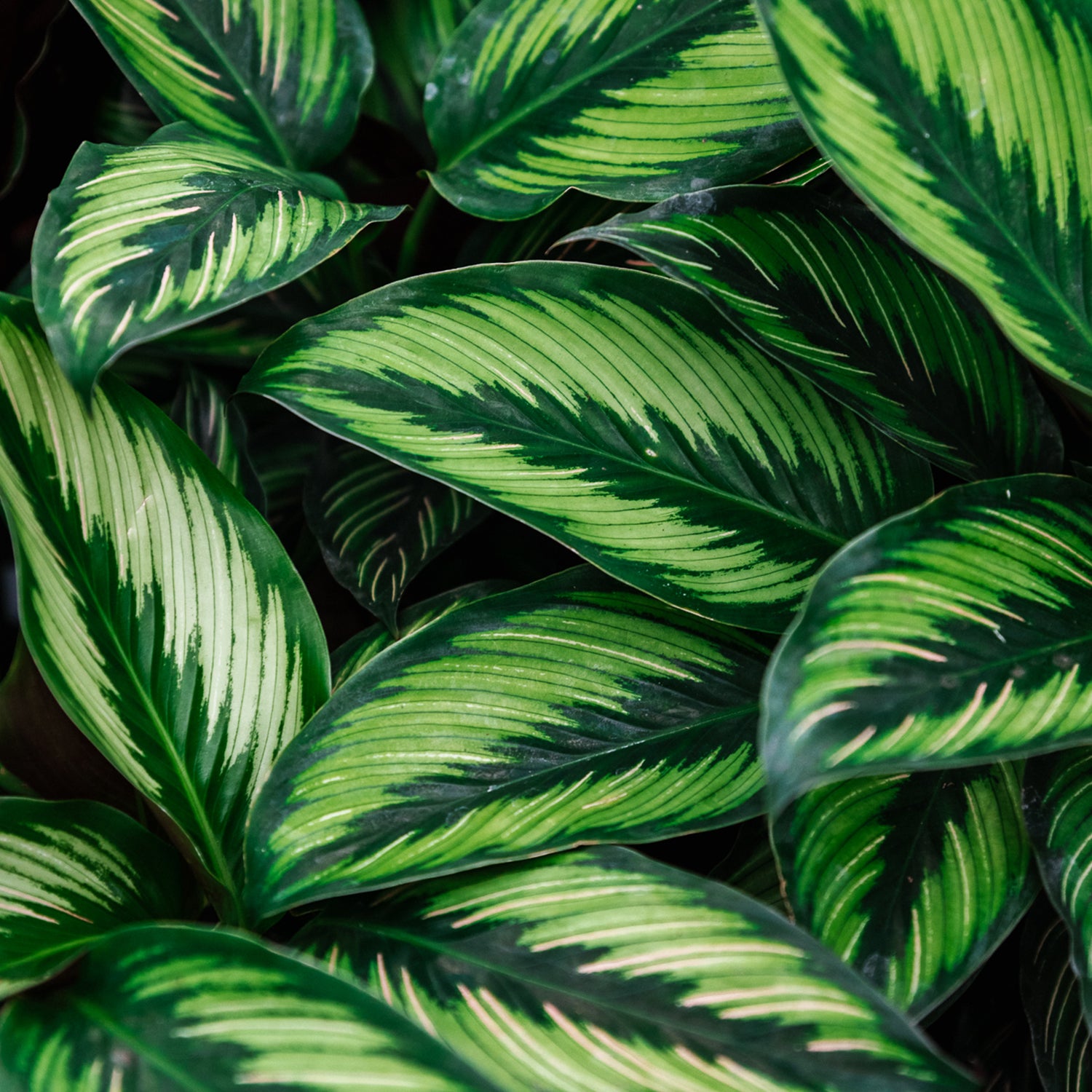 Soil-Ninja-Calathea-Soil-Mix-Leaf-Close-Up.jpg