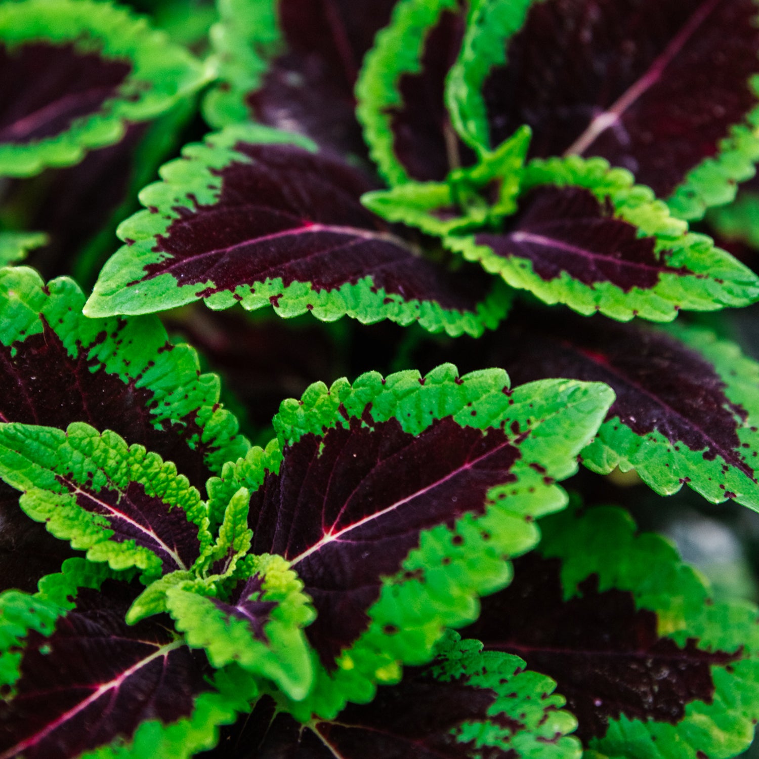 Soil-Ninja-Maranta-Soil-Mix-Leaf-Close-Up.jpg
