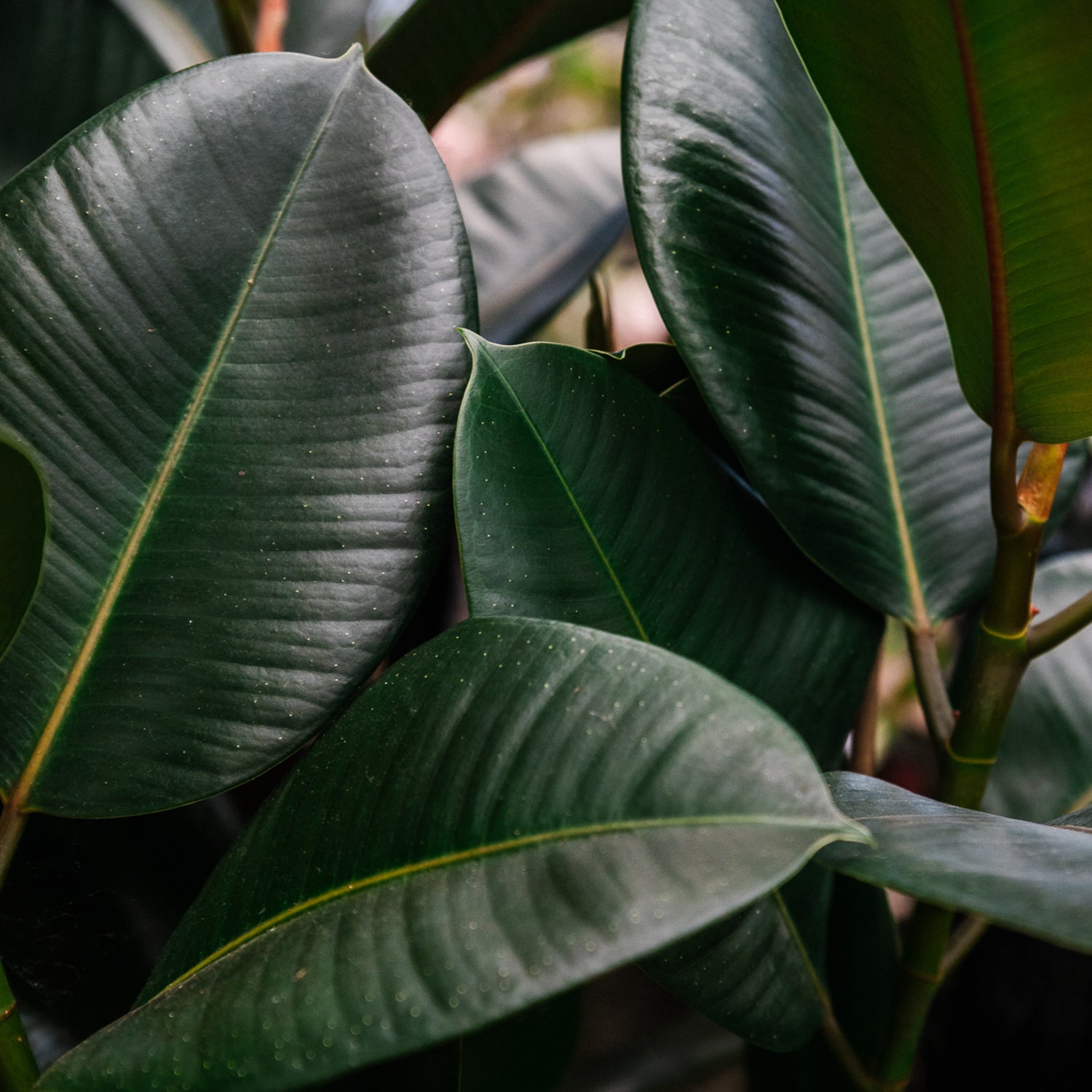 Soil-Ninja-Ficus-Houseplant-Soil-Rubber-Plant-Leaf.jpg