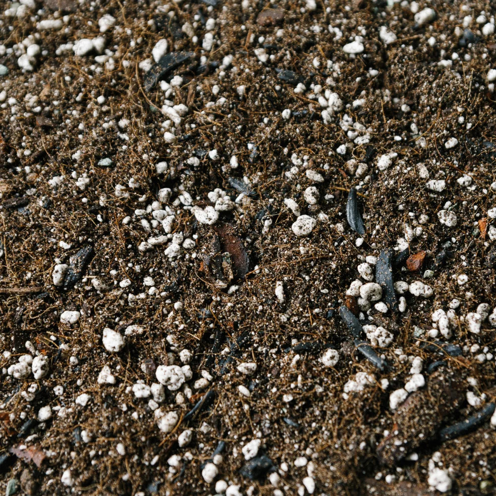 Soil-Ninja-Ficus-Peat-Free-Houseplant-Soil-Blend.jpg