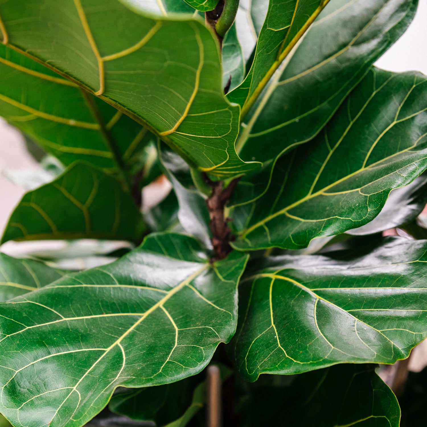 Soil-Ninja-Ficus-Houseplant-Soil-Fiddle-Leaf-Fig.jpg