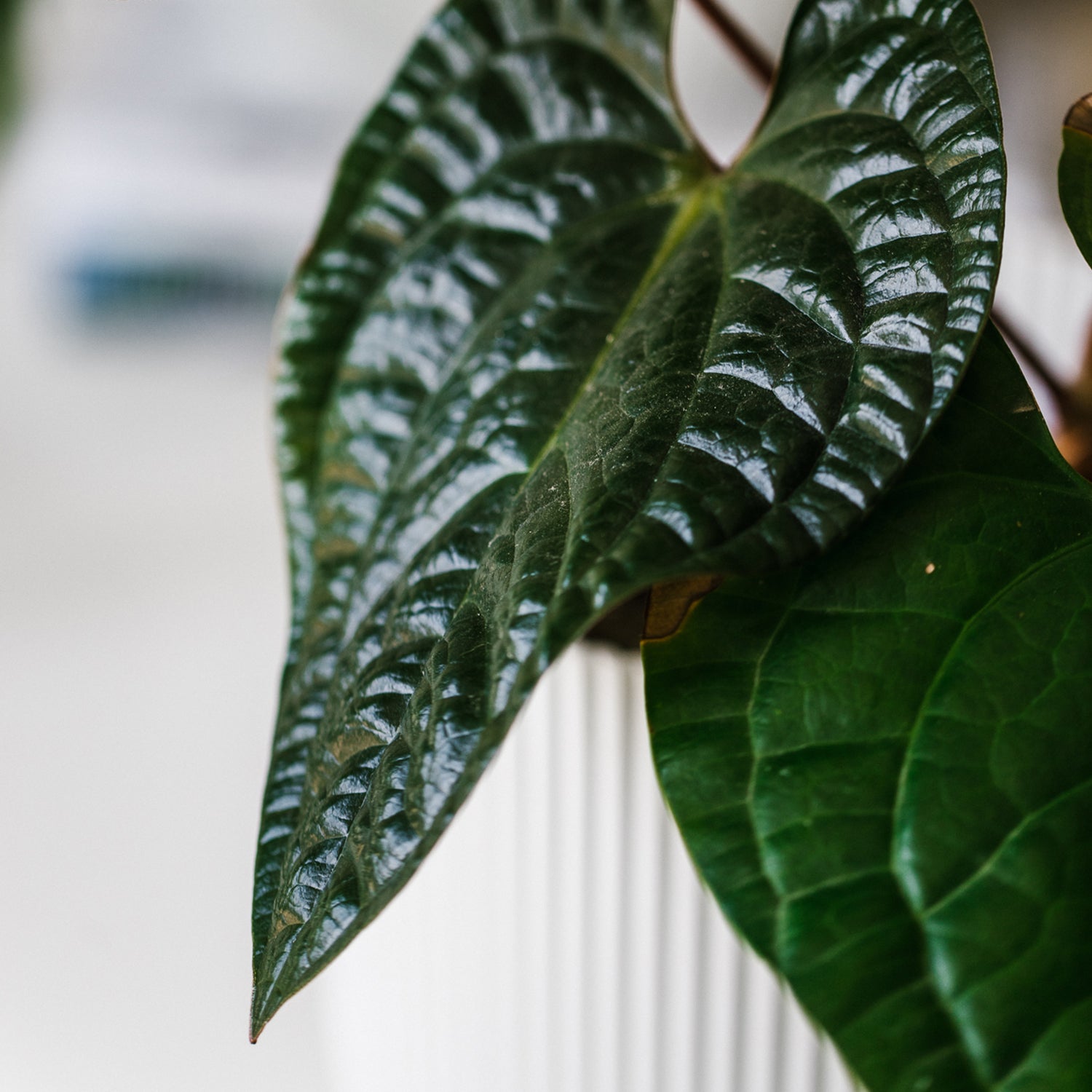 Soil-Ninja-Anthurium-Soil-Mix-Leaf-Close-Up.jpg