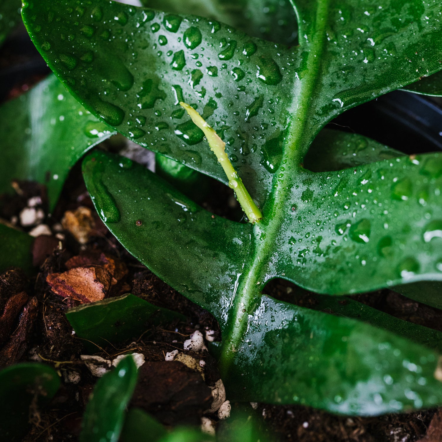 Soil-Ninja-Anthurium-Soil-Mix-New-Growth.jpg