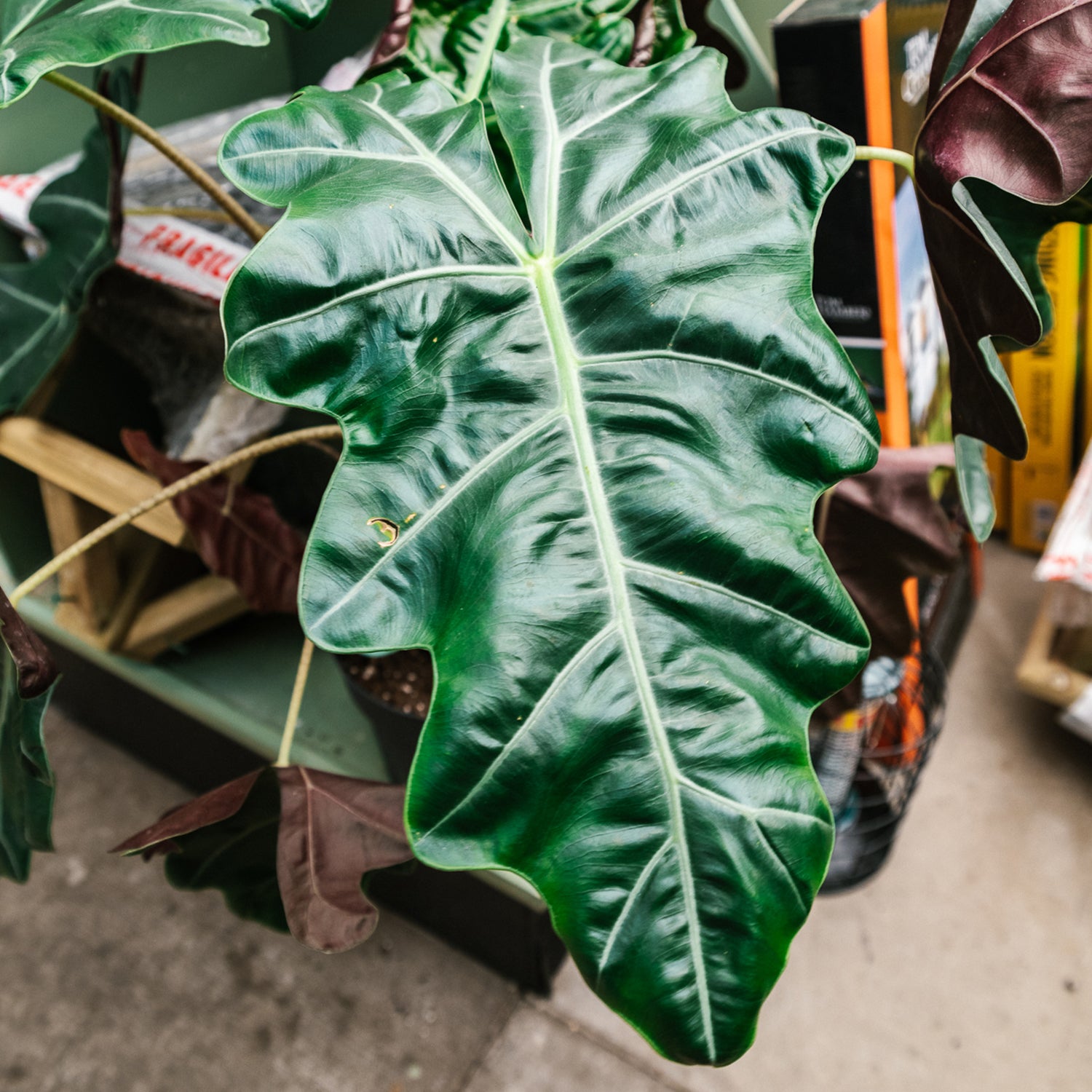 Soil-Ninja-Premium-Alocasia-Leaf-Example.jpg