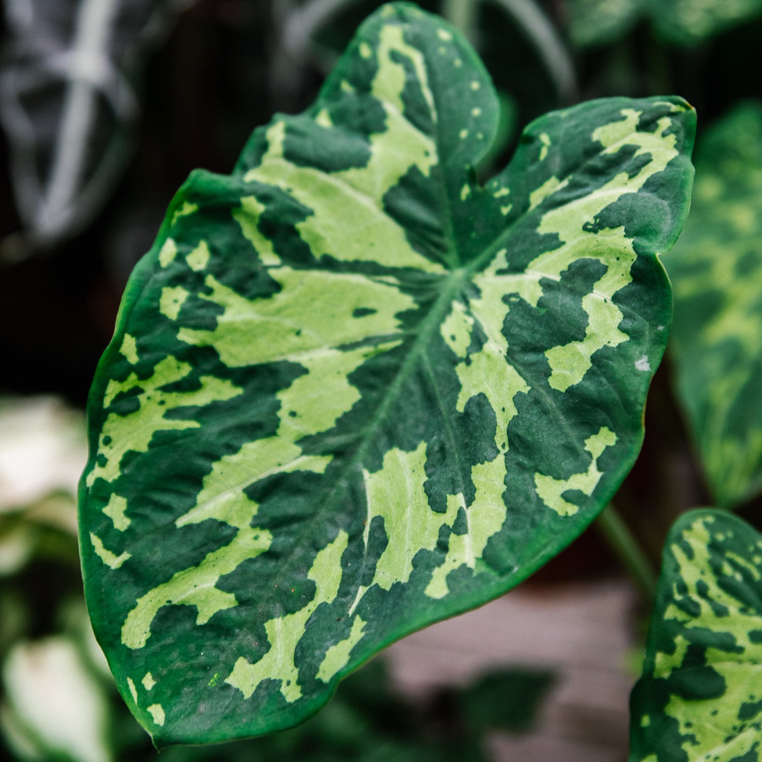 Soil-Ninja-Premium-Large-Alocasia-Leaf-Example.jpg
