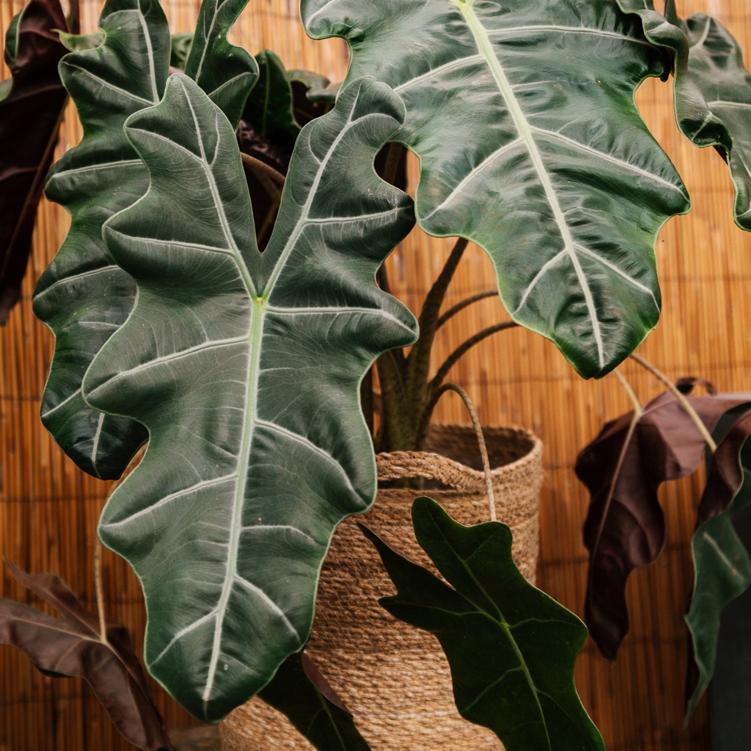 Soil-Ninja-Premium-Close-Up-Leaf.jpg