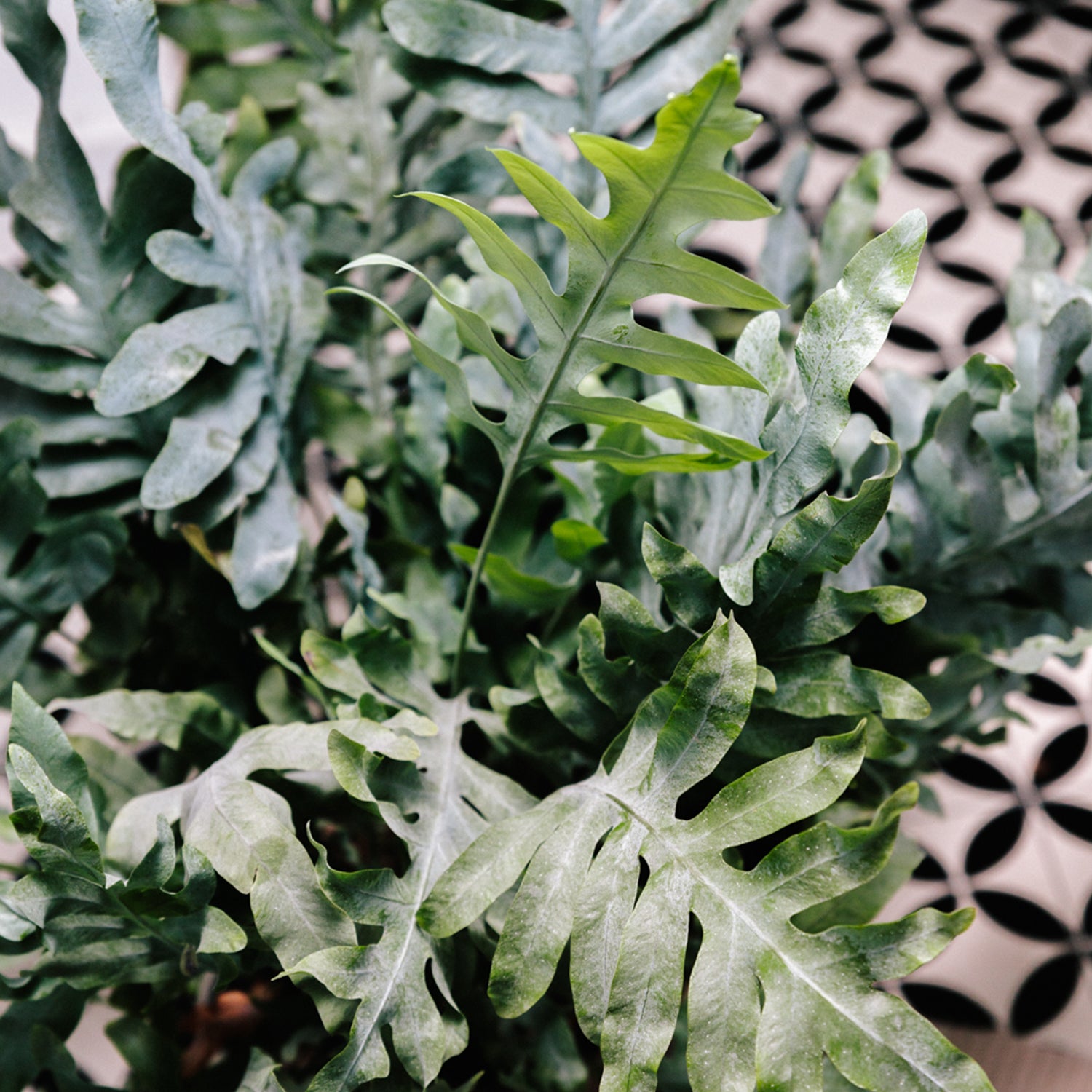 Soil-Ninja-Premium-Fern-Blend-Blue-Star.jpg