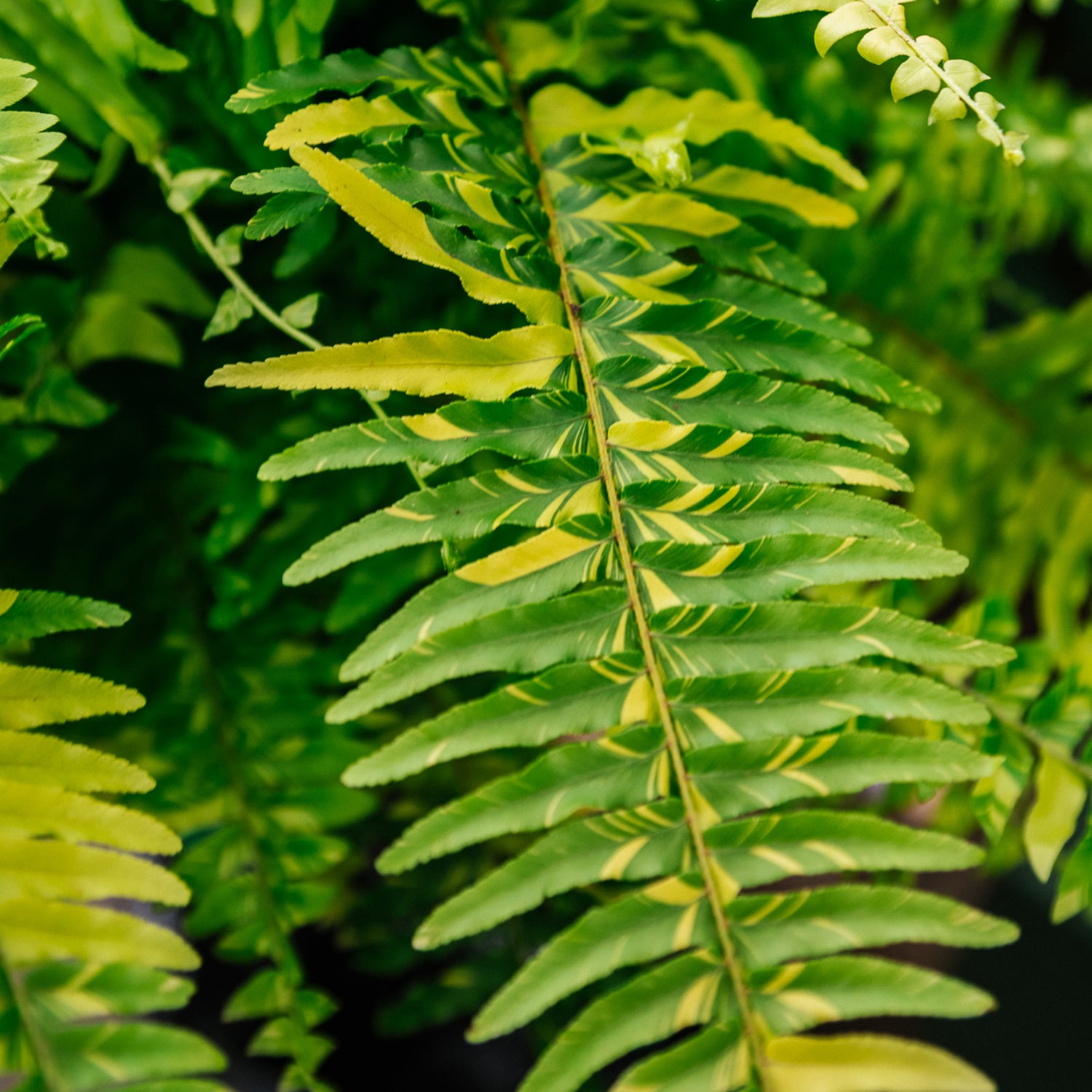 Soil-Ninja-Premium-Fern-Blend-Leaf-Close-Up.jpg