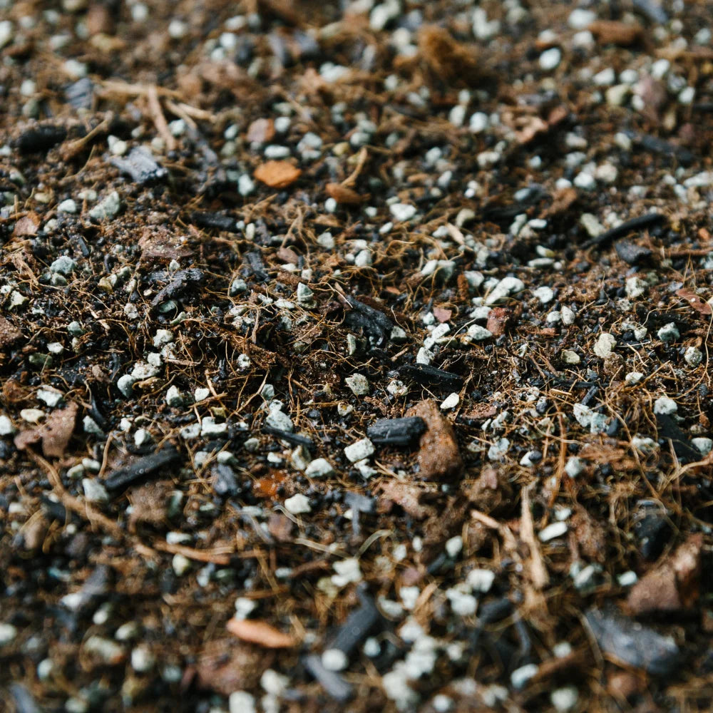 Soil-Ninja-Terrarium-Peat-Free-Houseplant-Soil-Blend.jpg