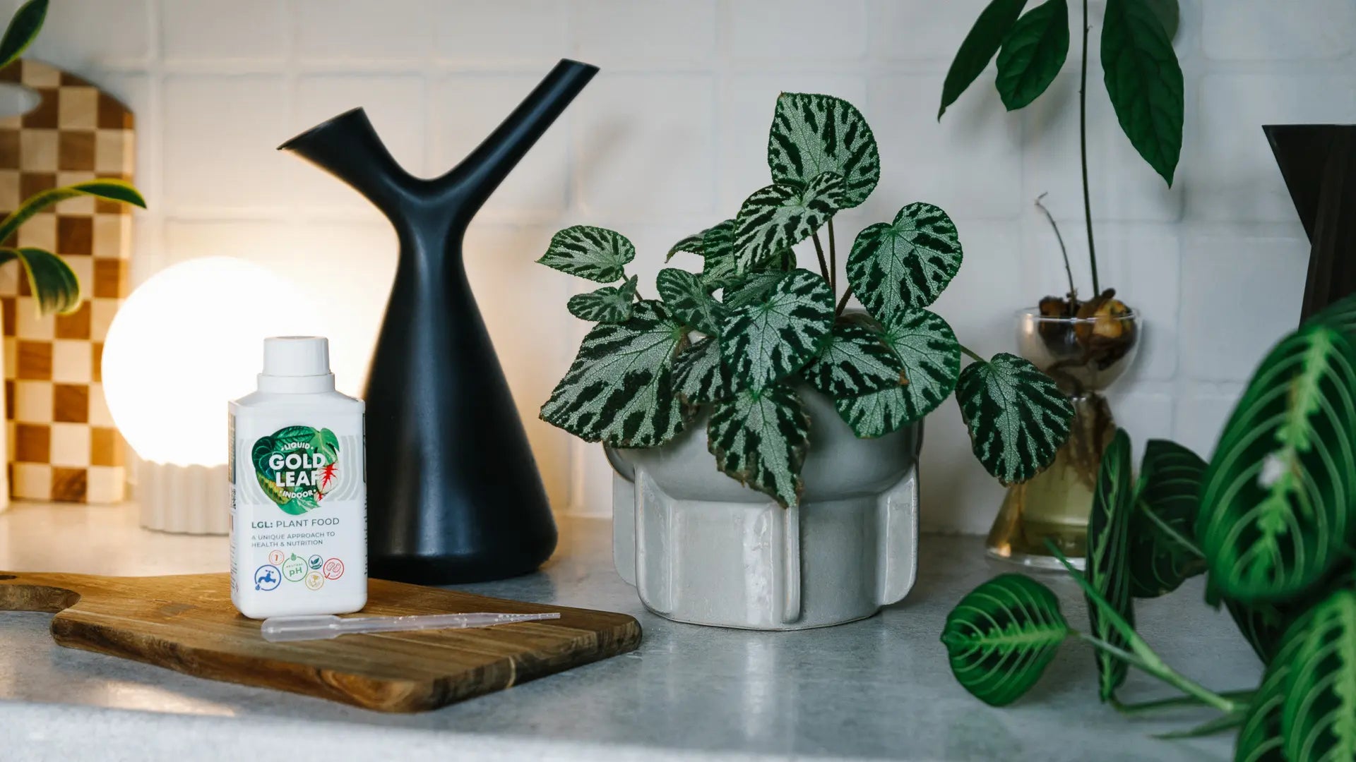 Soil-Ninja-WHen-To-Water-Your-Plants.jpg