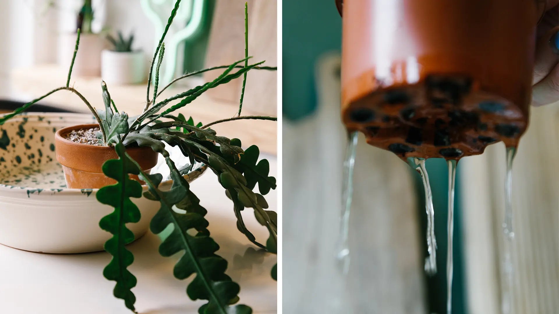 How-To-Bottom-Water-Your-Plants-Soil-Ninja.jpg