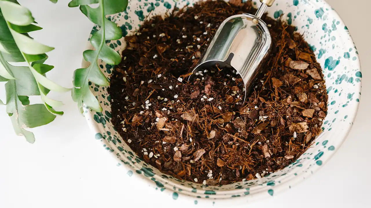 Soil-Ninja-Aroid-Mix.jpg