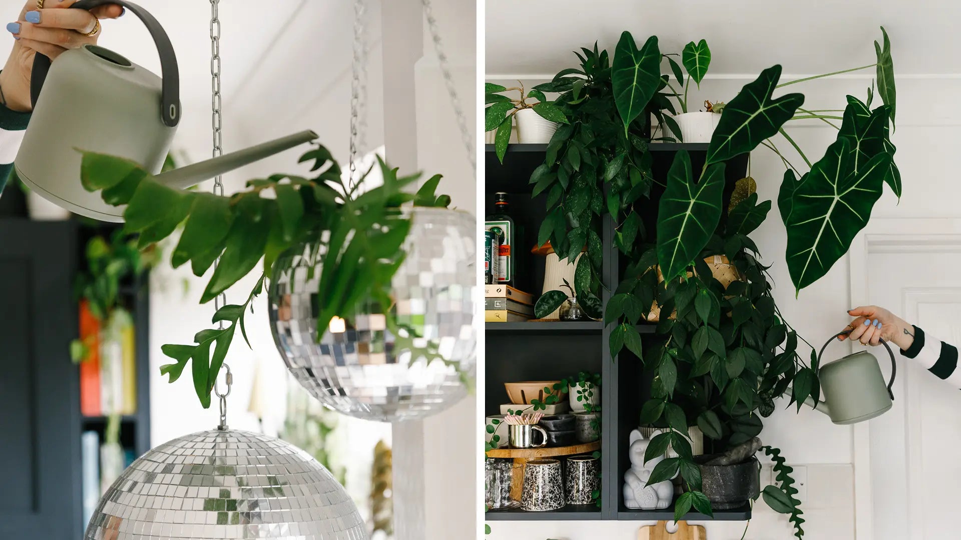 Knowing-WHen-To-Water-Your-Plants-Soil-Ninja.jpg
