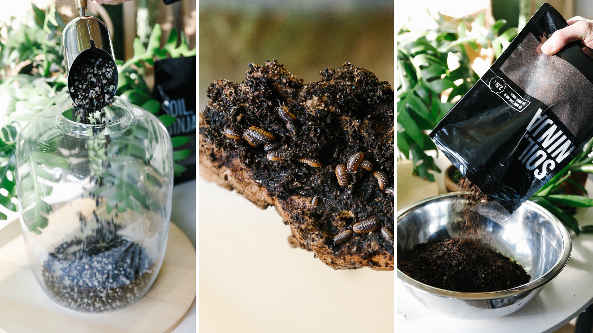 Soil-Ninja-Blog-Bioactive-Terrarium-Ingredients.jpg