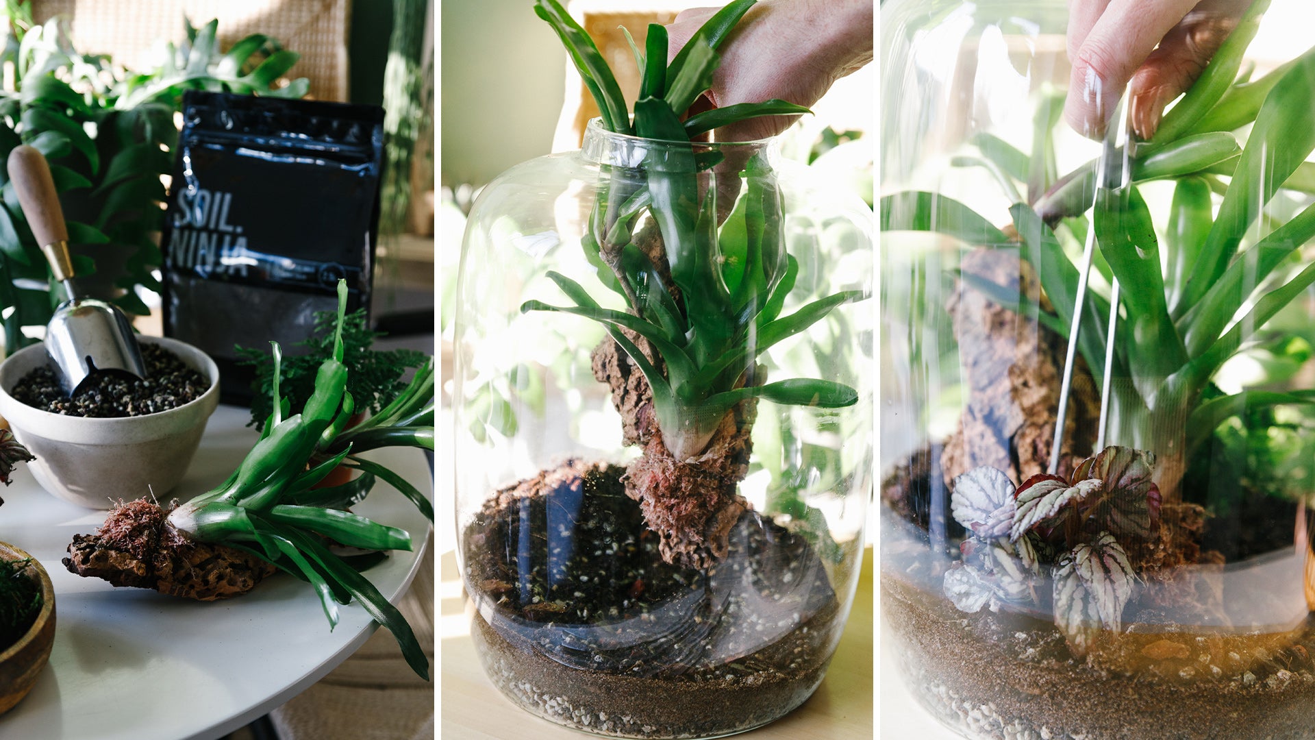 Soil-Ninja-Blog-Building-A-Terrarium.jpg