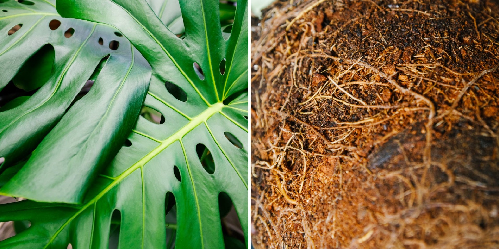 Soil-Ninja-When-To-Repot-Root-Bound-Plant.jpg