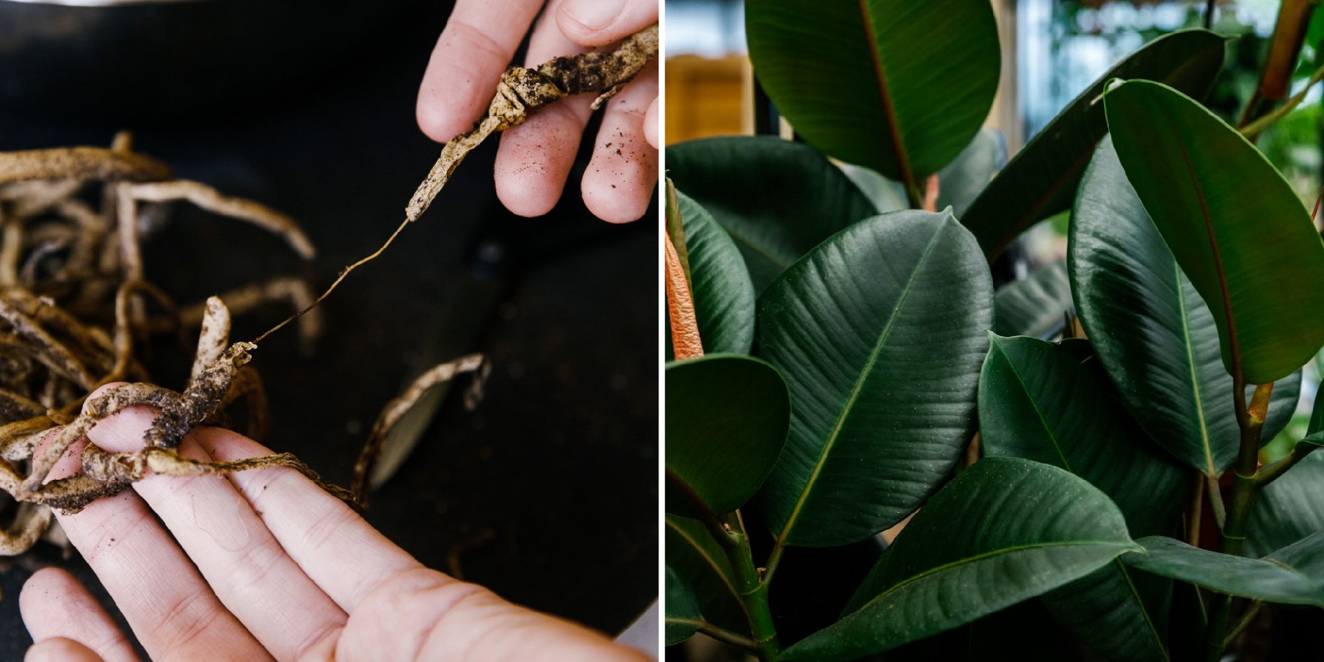 Soil-Ninja-When-To-Repot-Plant-With-Root-Rot.jpg