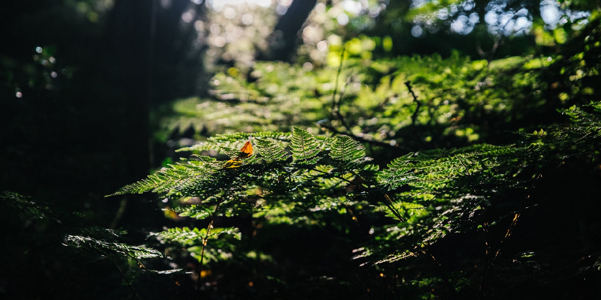 Natural-Forest-Scene.jpg