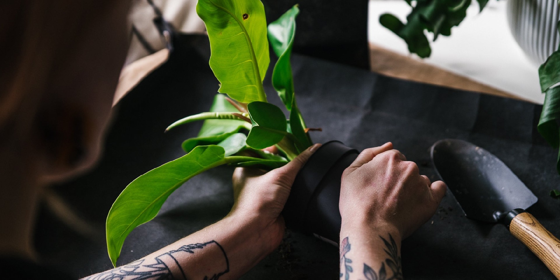 Repotting-A-Plant.jpg