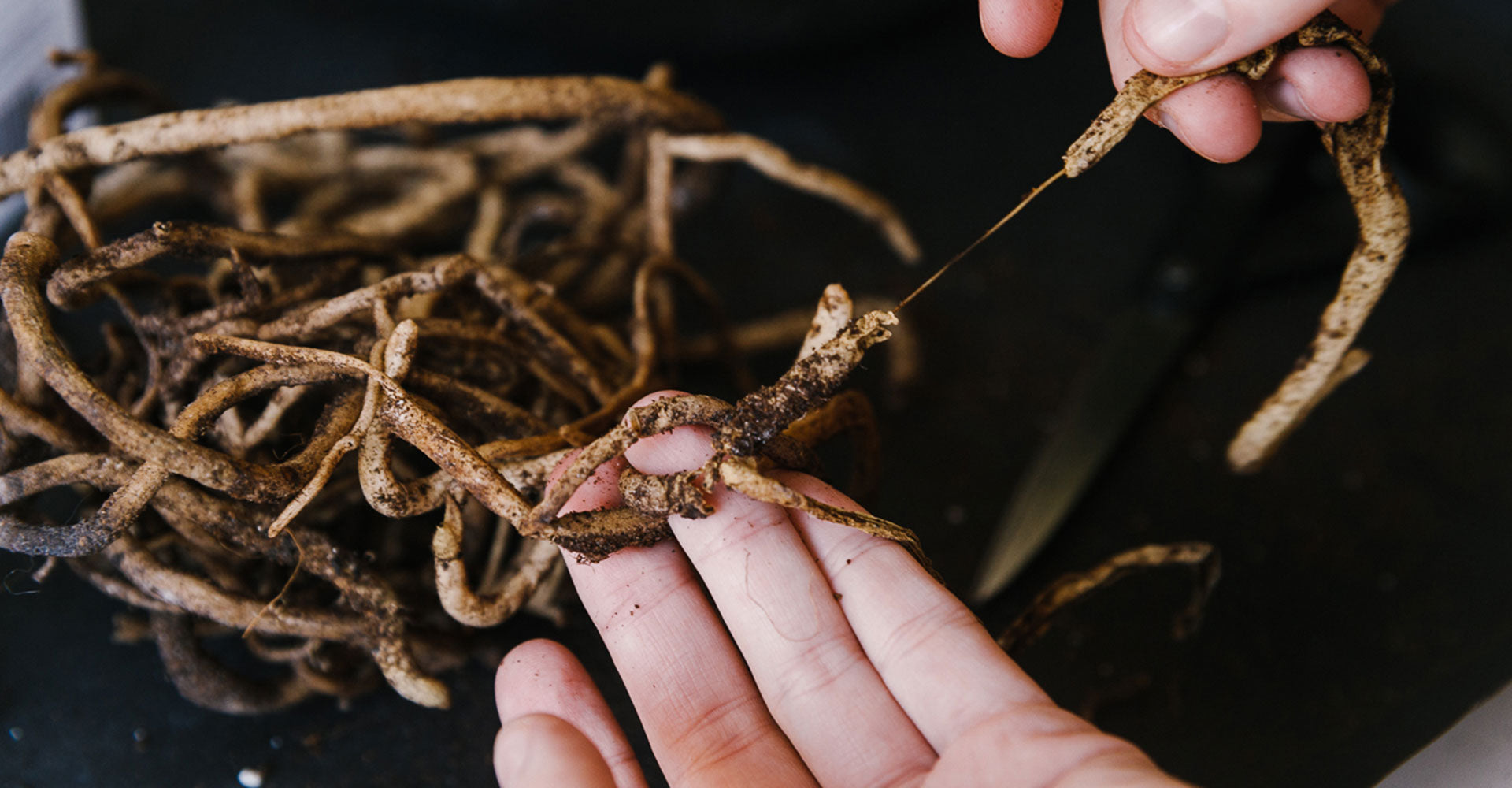 How-To-Spot-Root-Rot-In-Your-Plants.jpg