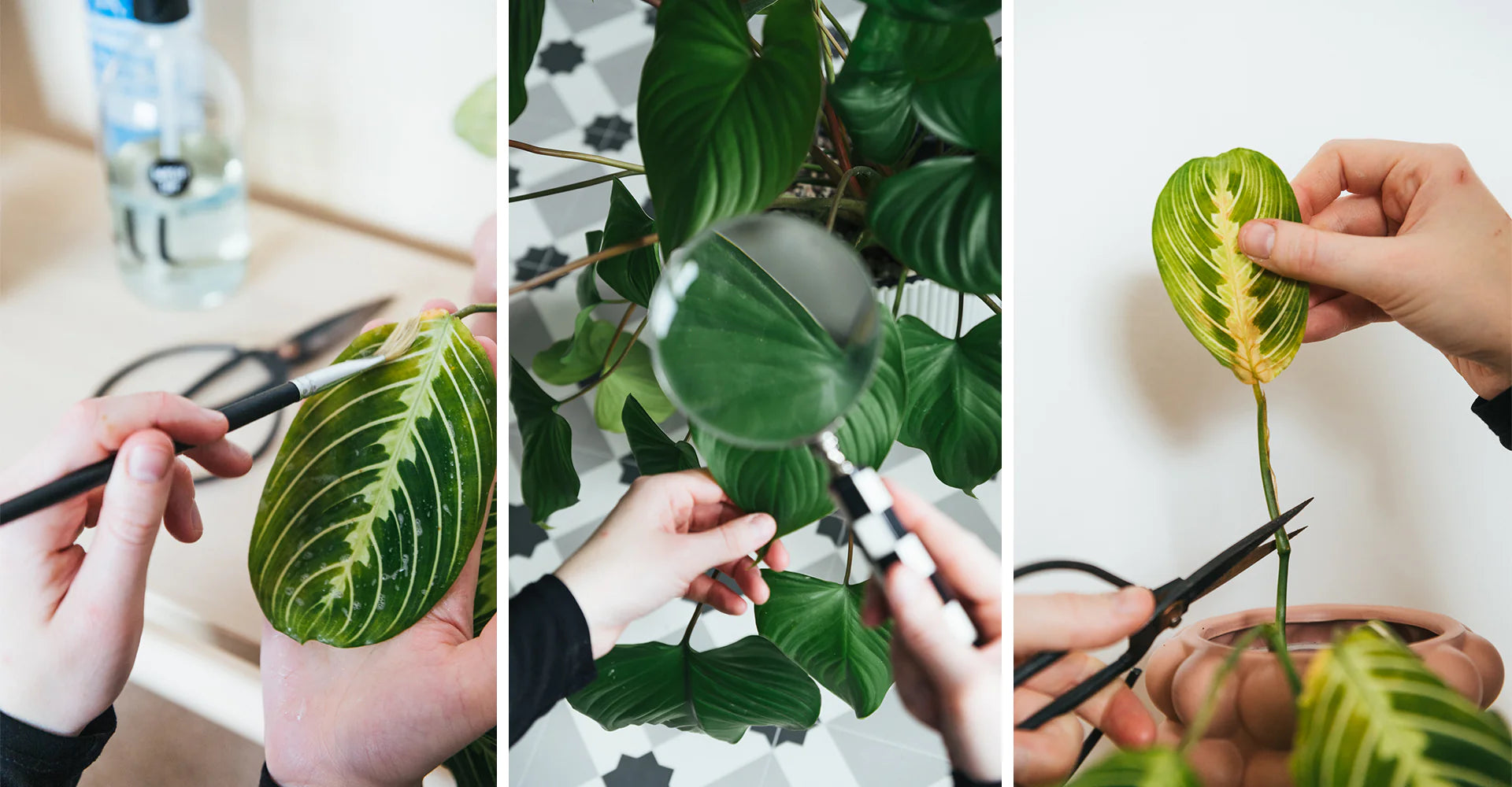 Soil-Ninja-How-To-Get-Rid-Of-Houseplant-Pests.jpg