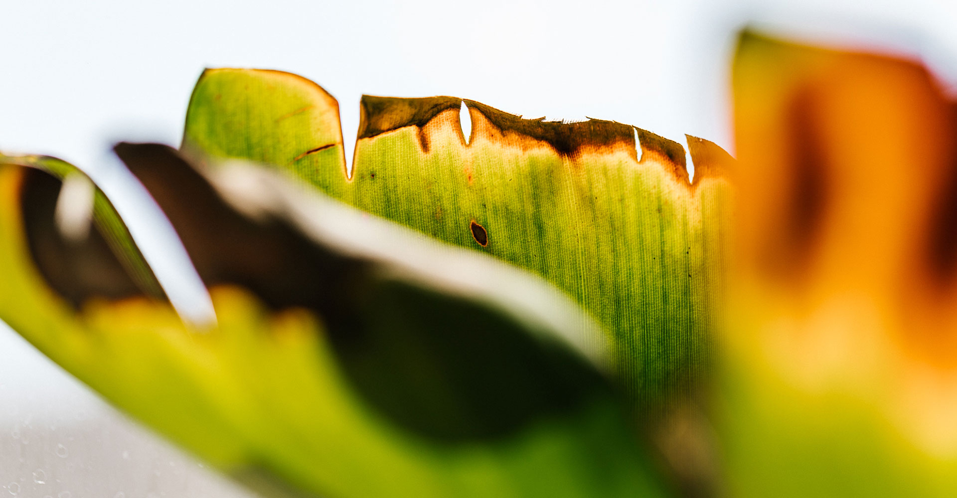 Close-Up-Of-Damaged-Bird-Of-Paradise-Leaf.jpg