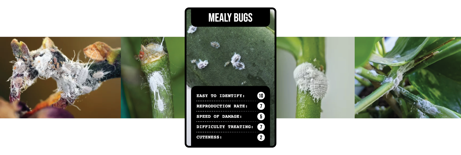 Soil-Ninja-Top-Trumps-Plant-Pests-Header-Mealy-Bugs.png