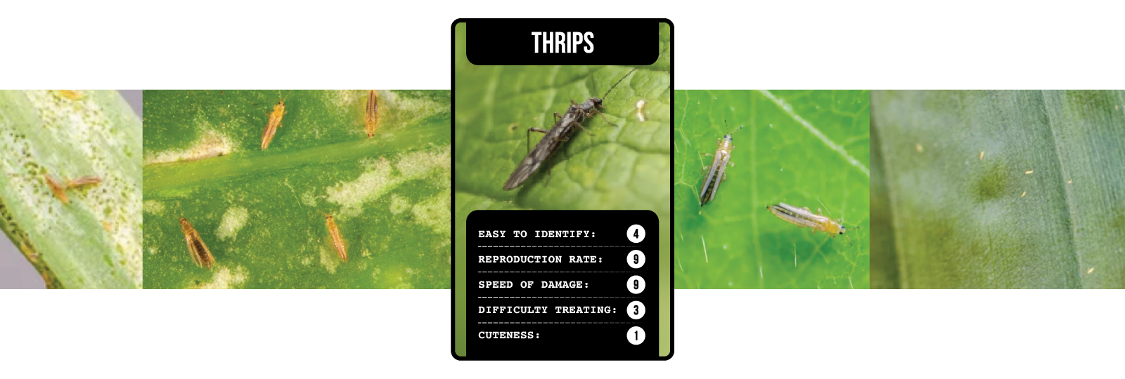 Soil-Ninja-Top-Trumps-Plant-Pests-Header-Thrips.png