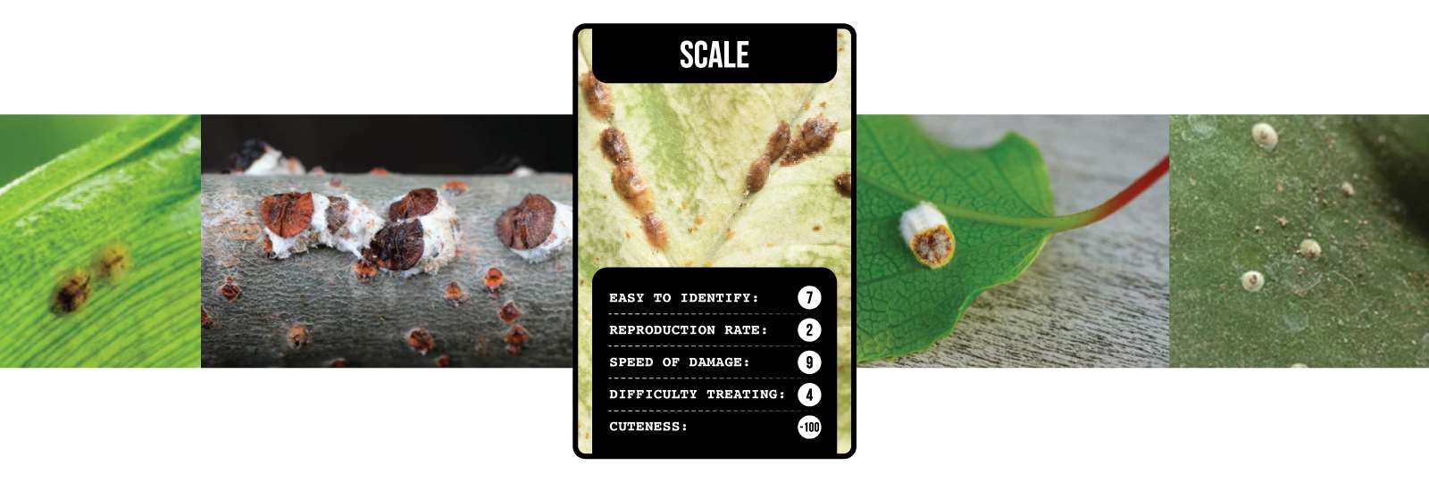 Soil-Ninja-Top-Trumps-Plant-Pests-Header-Scale.png