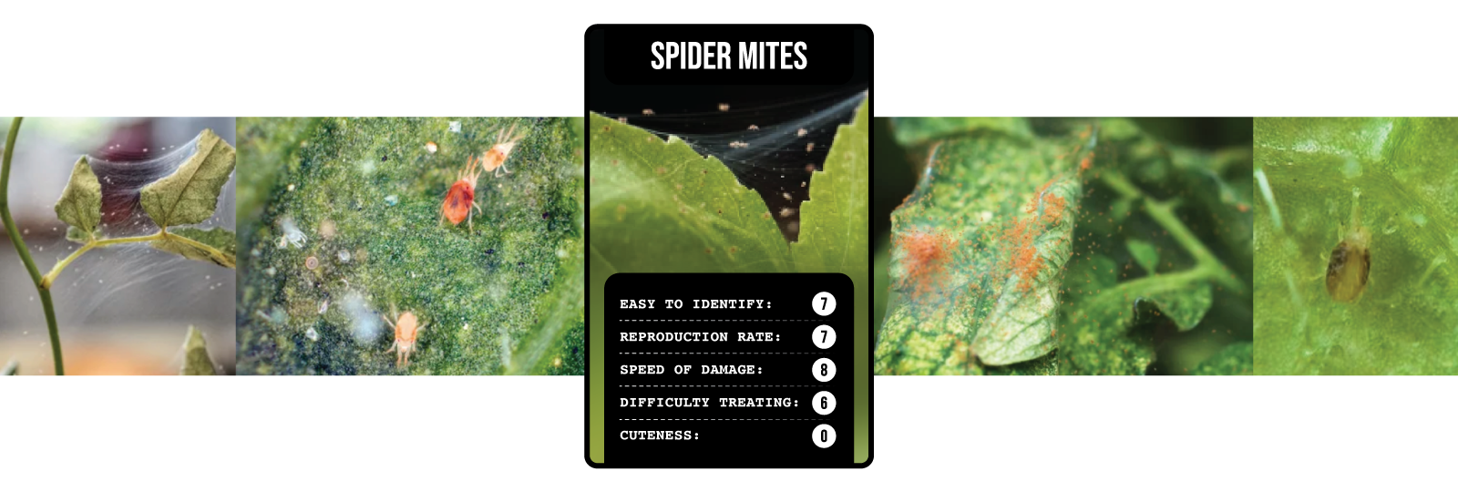 Soil-Ninja-Top-Trumps-Plant-Pests-Header-Spider-Mites.png