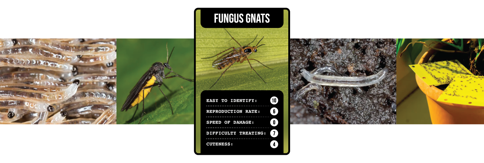 Soil-Ninja-Top-Trumps-Plant-Pests-Header-Fungus-Gnats.png