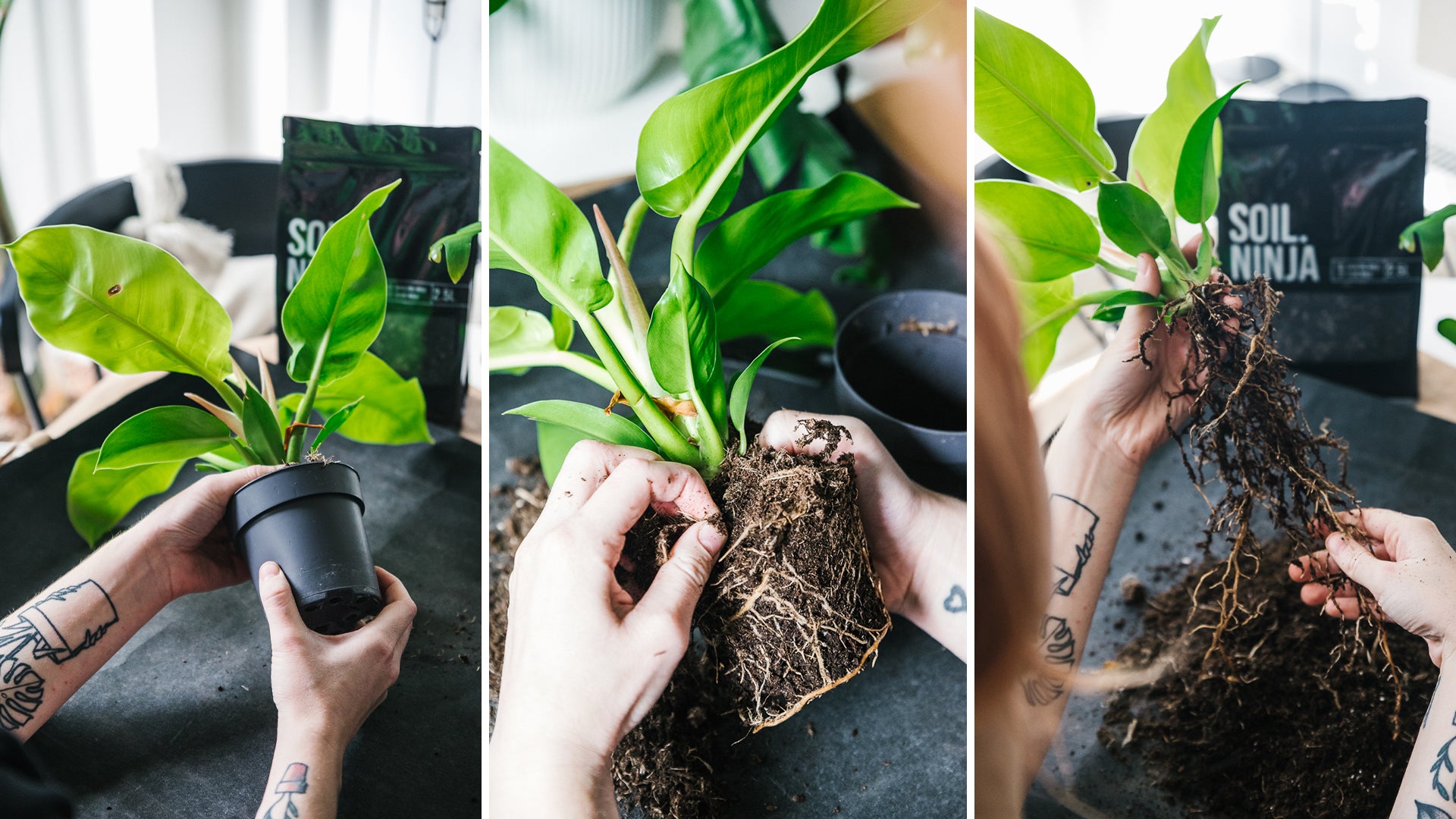 Soil-Ninja-How-To-Repot-Your-Plant-002.jpg