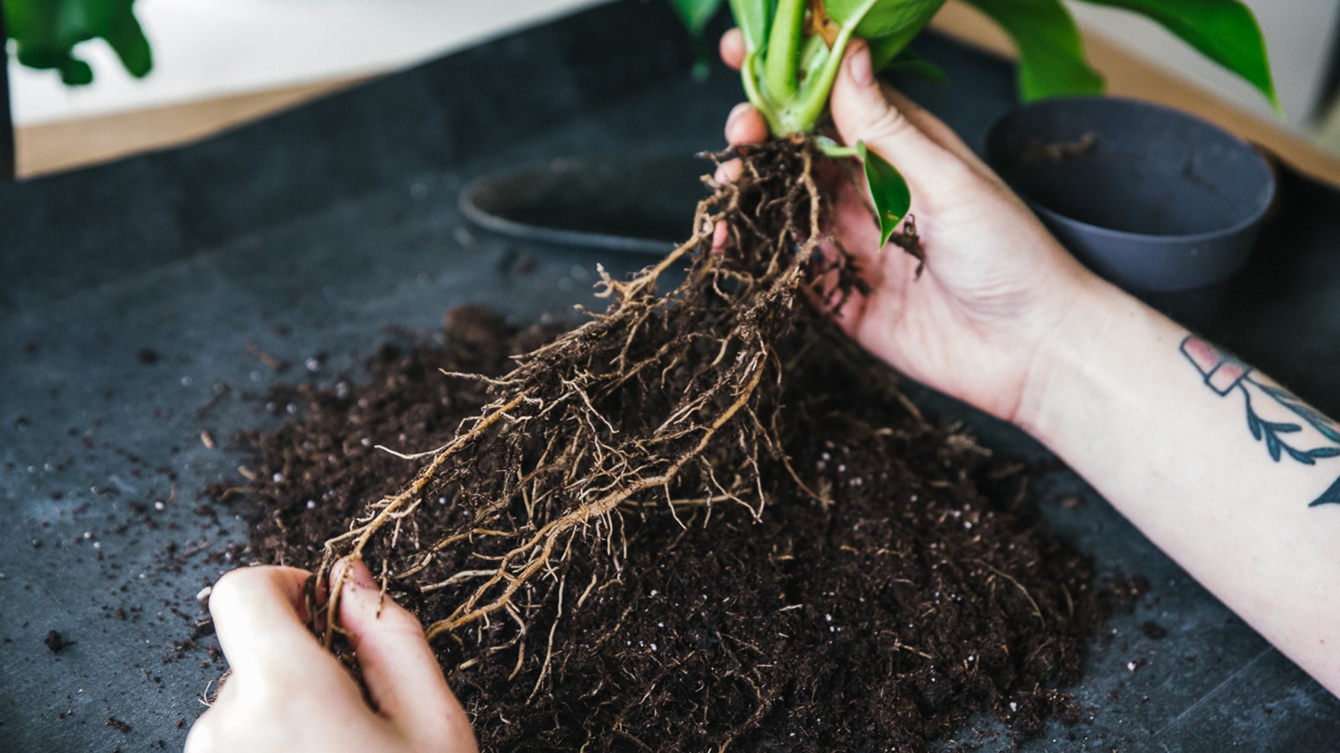 Soil-Ninja-How-To-Repot-Your-Plants-003.jpg