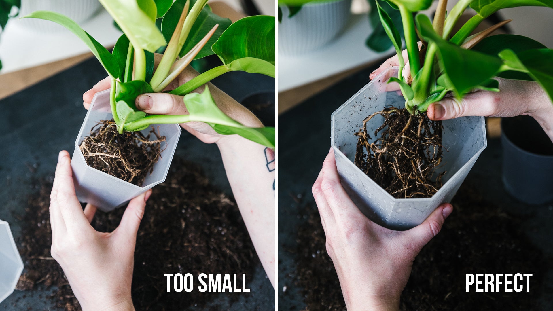Soil-Ninja-How-To-Repot-Your-Plant-004.jpg