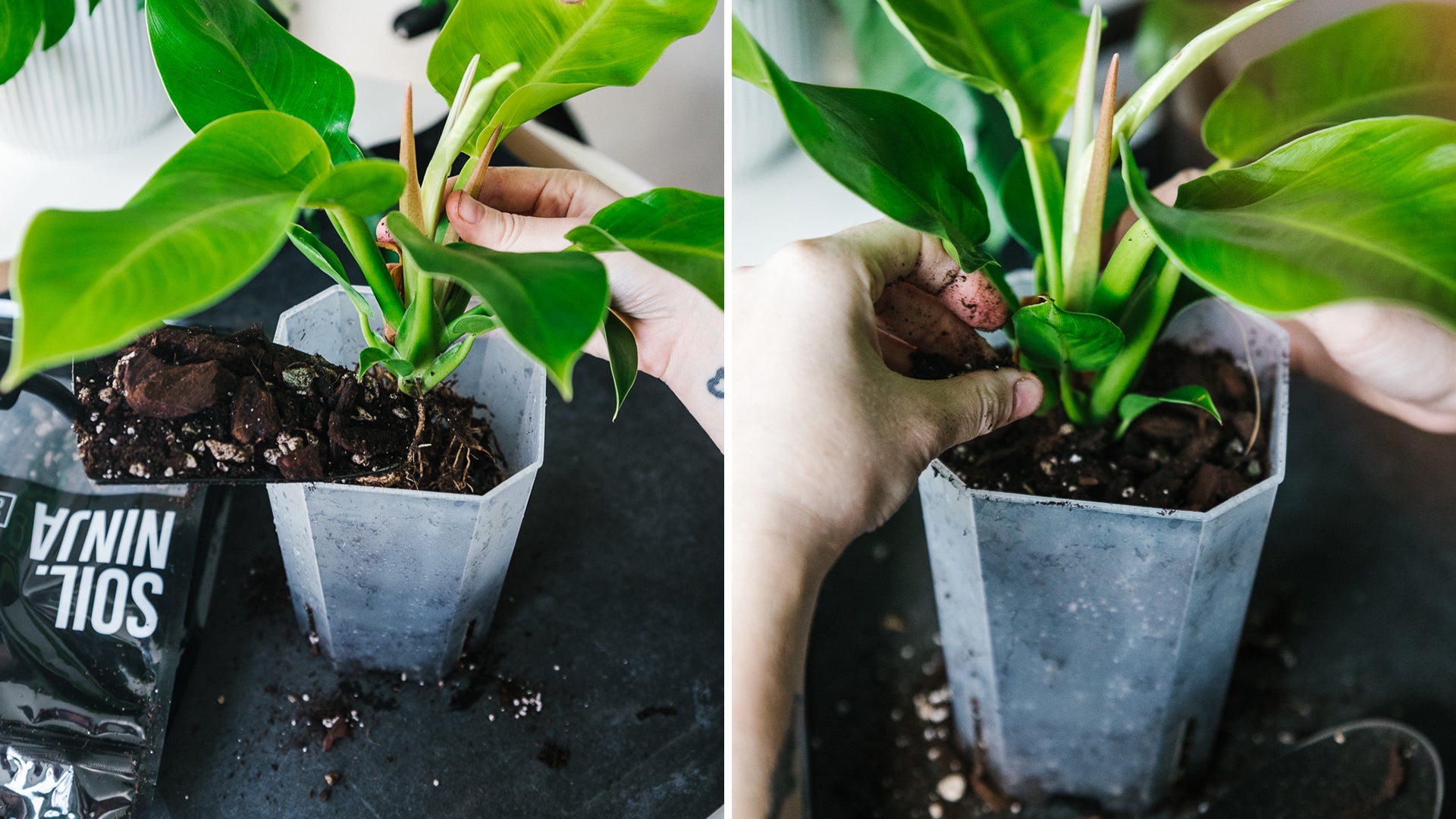 Soil-Ninja-How-To-Repot-Your-Plant-006.jpg