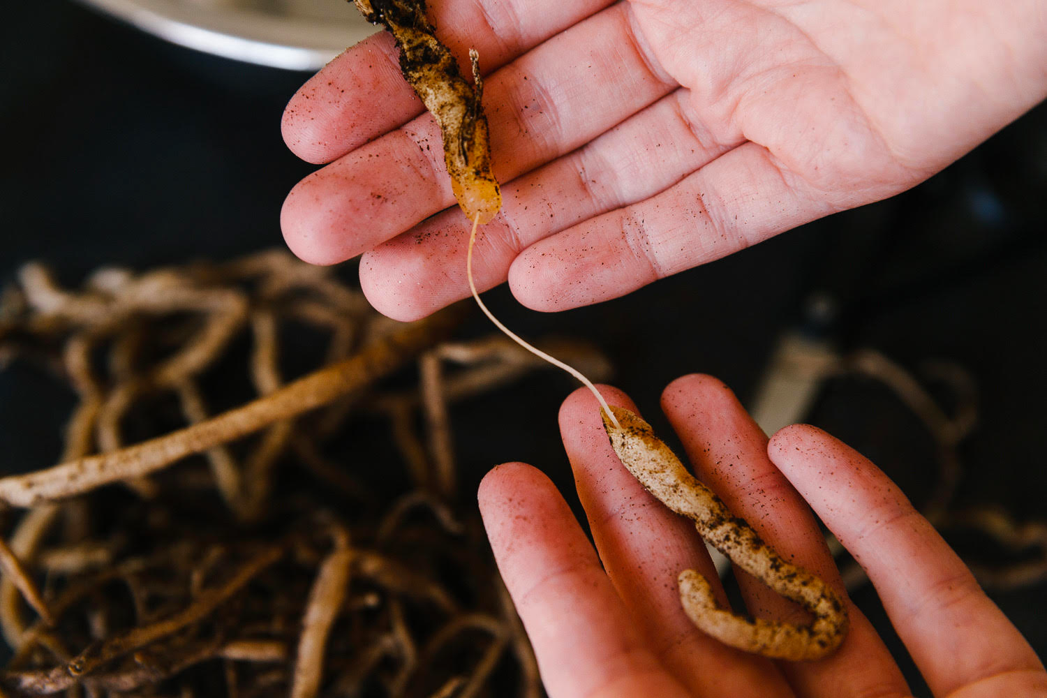 Soil-Ninja-Root-Rot-Blog-002.png
