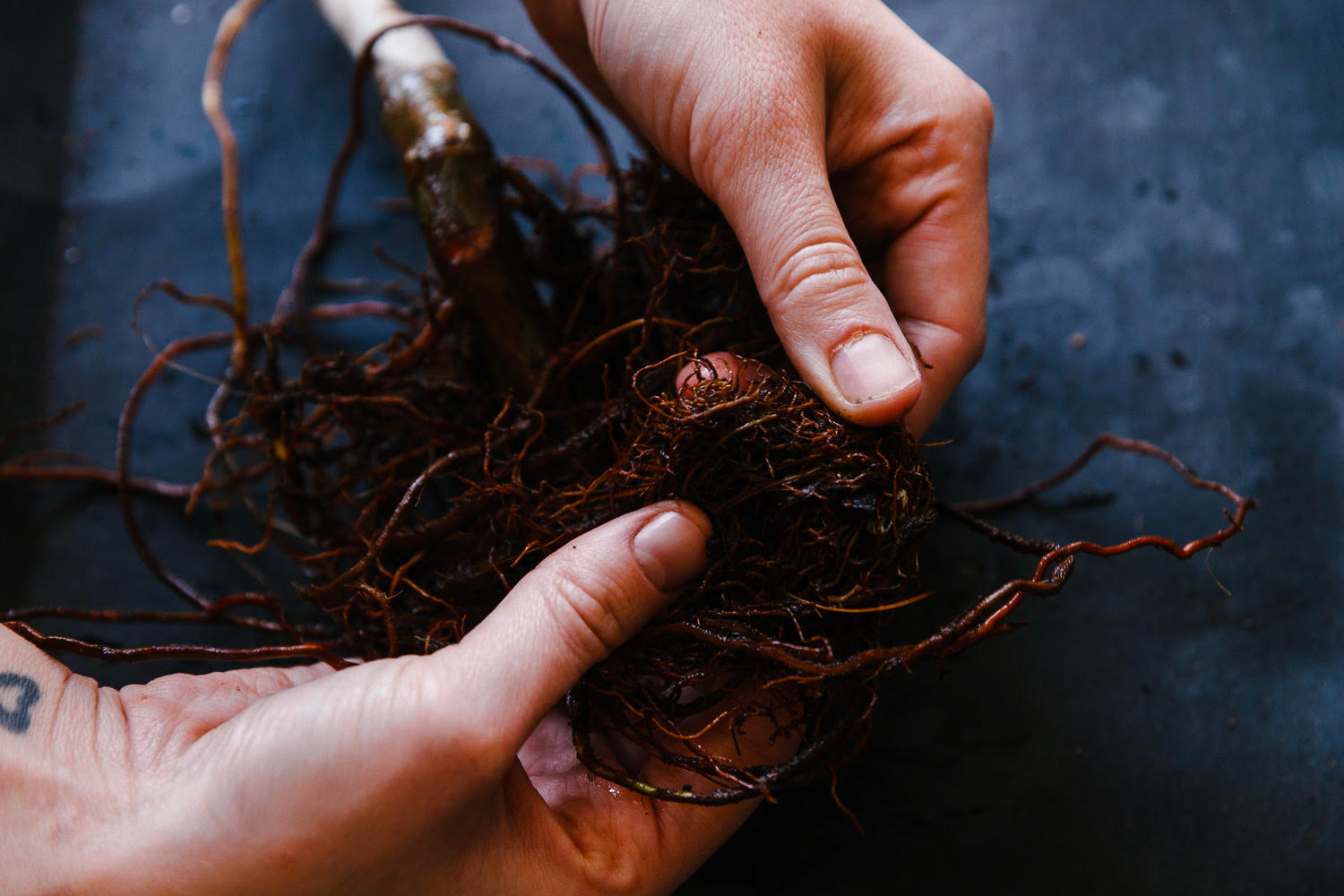 Soil-Ninja-Root-Rot-Blog-003.png