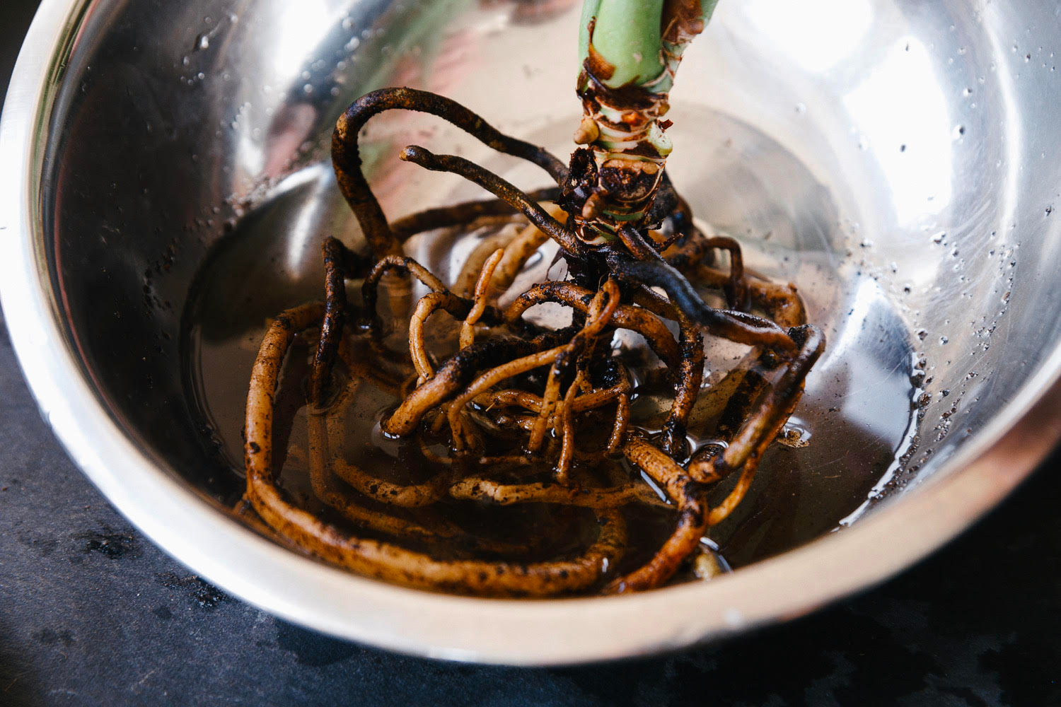 Soil-Ninja-Root-Rot-Blog-006.png