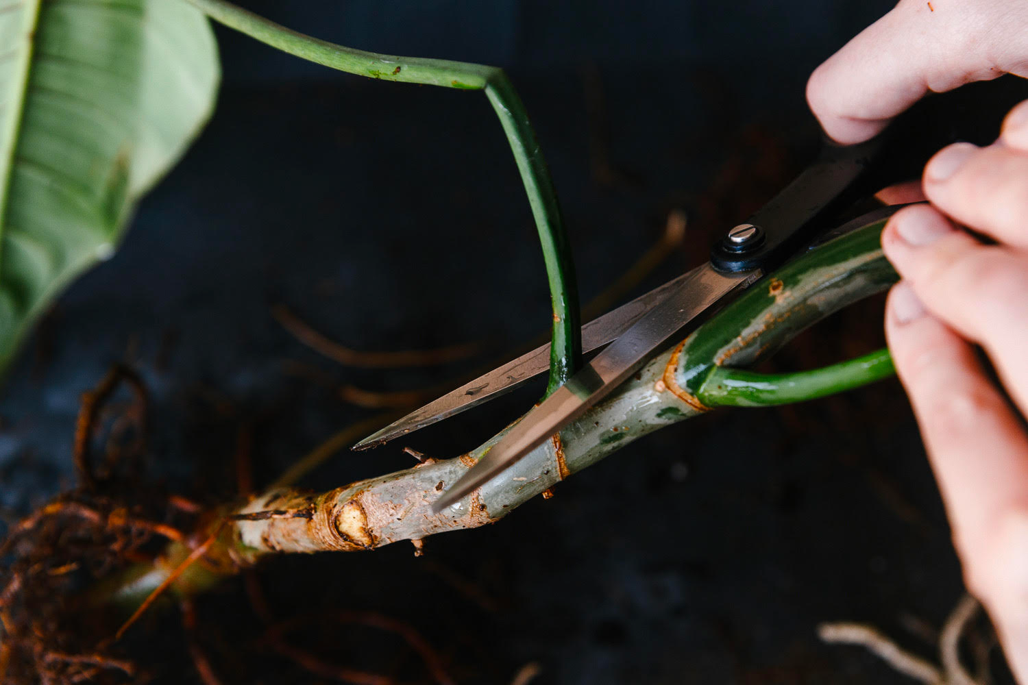 Soil-Ninja-Root-Rot-Blog-009.png