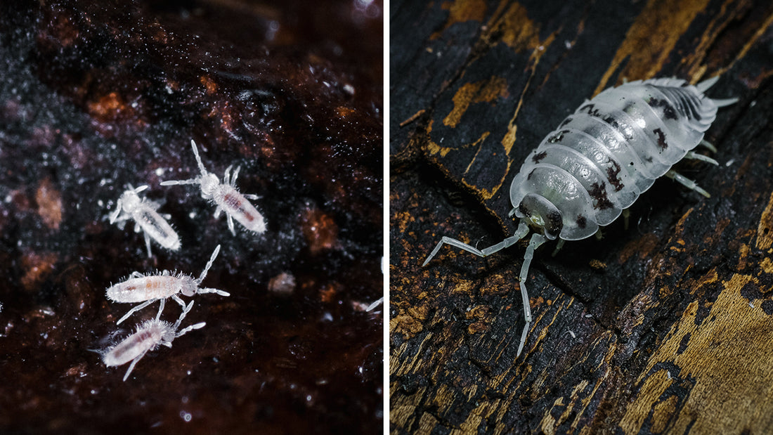 Soil-Ninja-Beneficial-Bugs.jpg