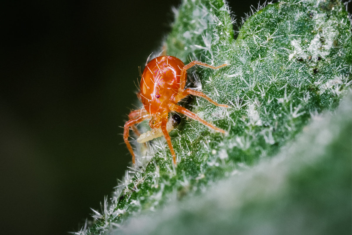 Soil-Ninja-Beneficial-Bugs-Prederatory_Mite.jpg