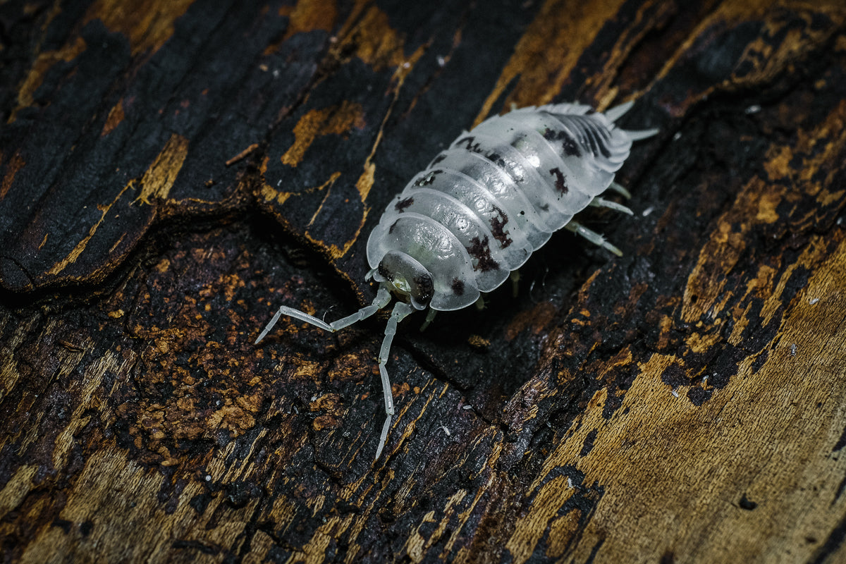 Soil-Ninja-Beneficial-Bugs-Isopods.jpg
