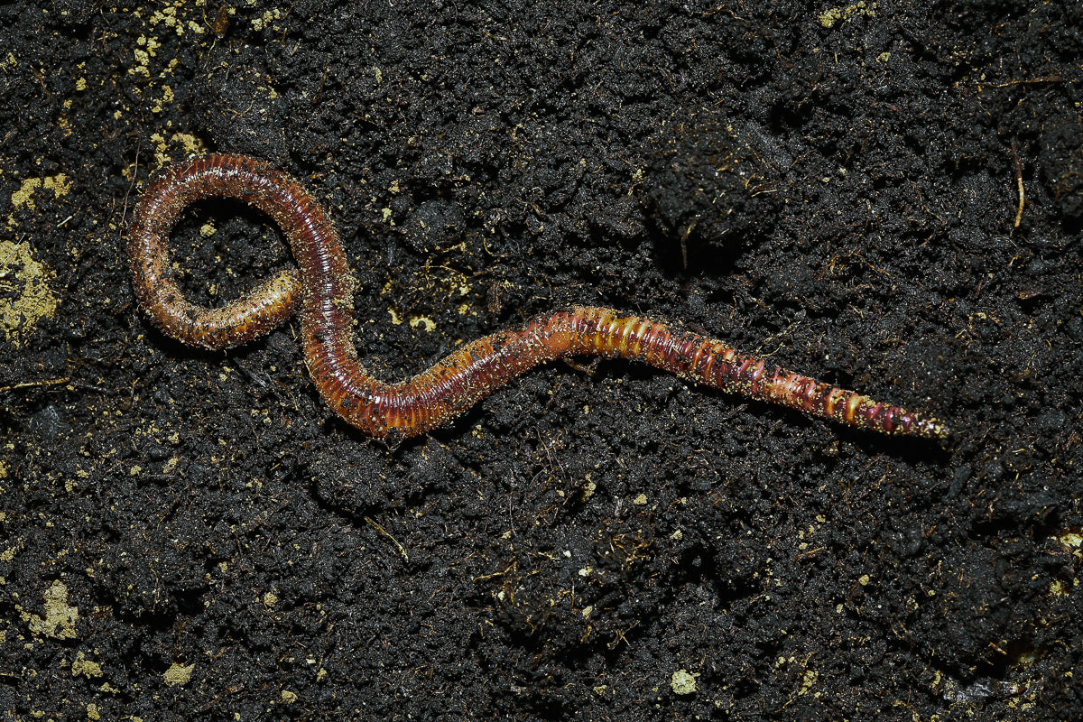 Soil-Ninja-Beneficial-Bugs-Earth-Worm.jpg