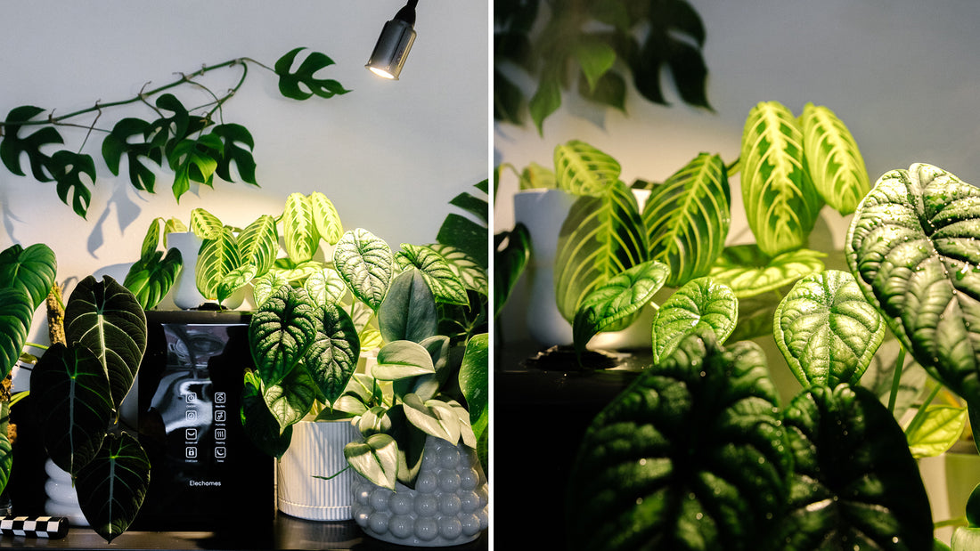 Soil-Ninja-Winter-Plant-Care.jpg