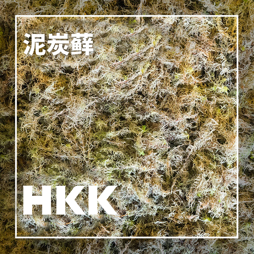 泥炭藓.jpg